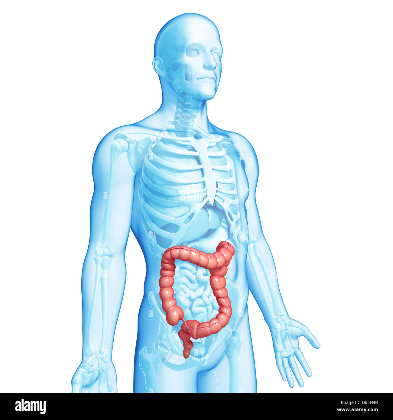 Large Intestine Example Healthy large intestines, artwork Stock Photo - Alamy