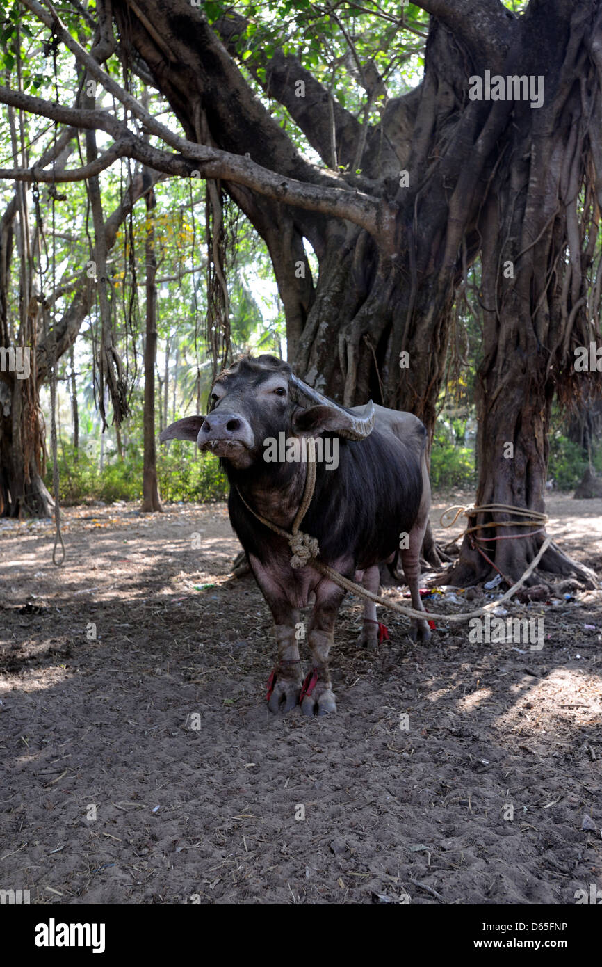 India water buffalo hires stock photography and images Alamy