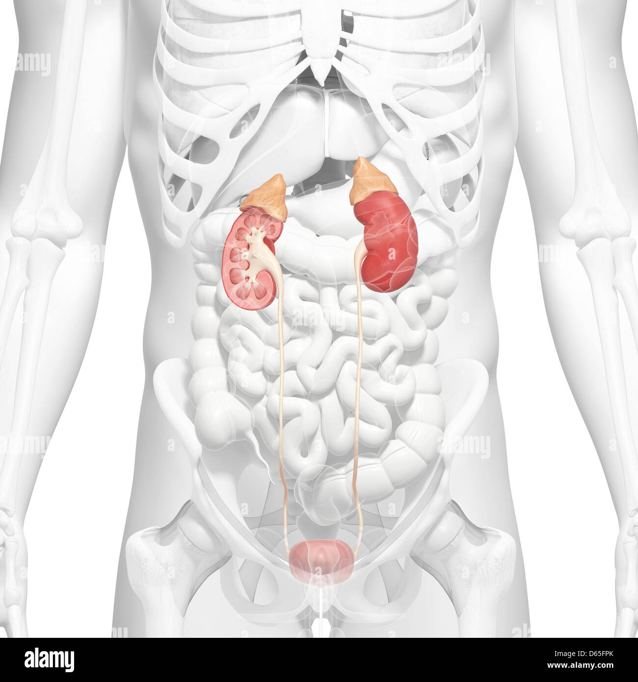 Male urinary system, artwork Stock Photo