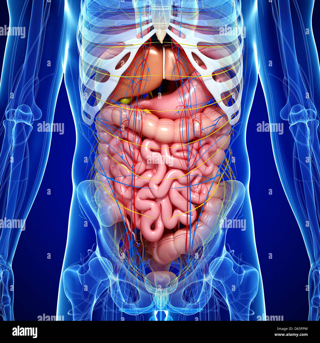 Male anatomy, artwork Stock Photo Alamy
