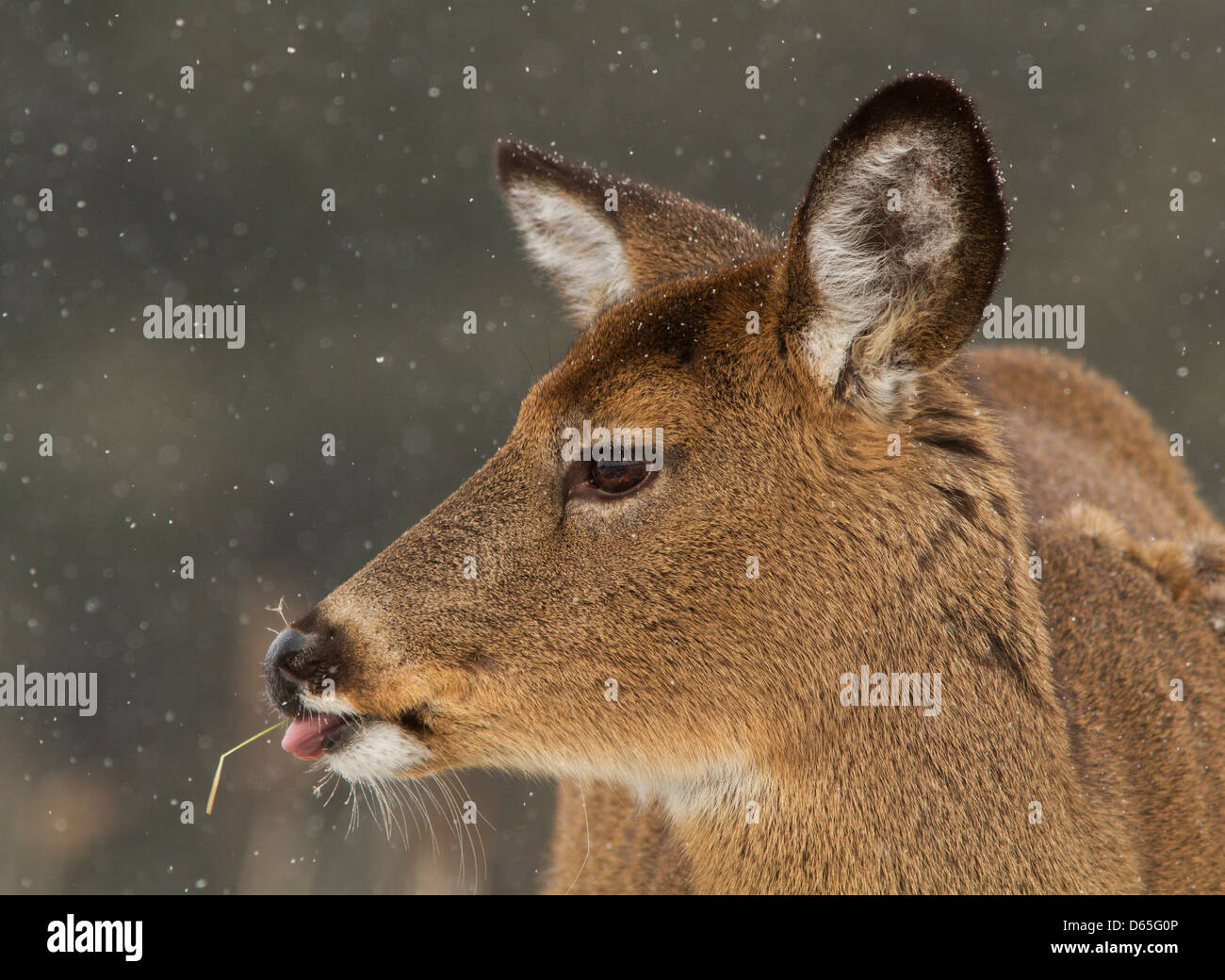 Whitetail deer portrait in snow storm Stock Photo