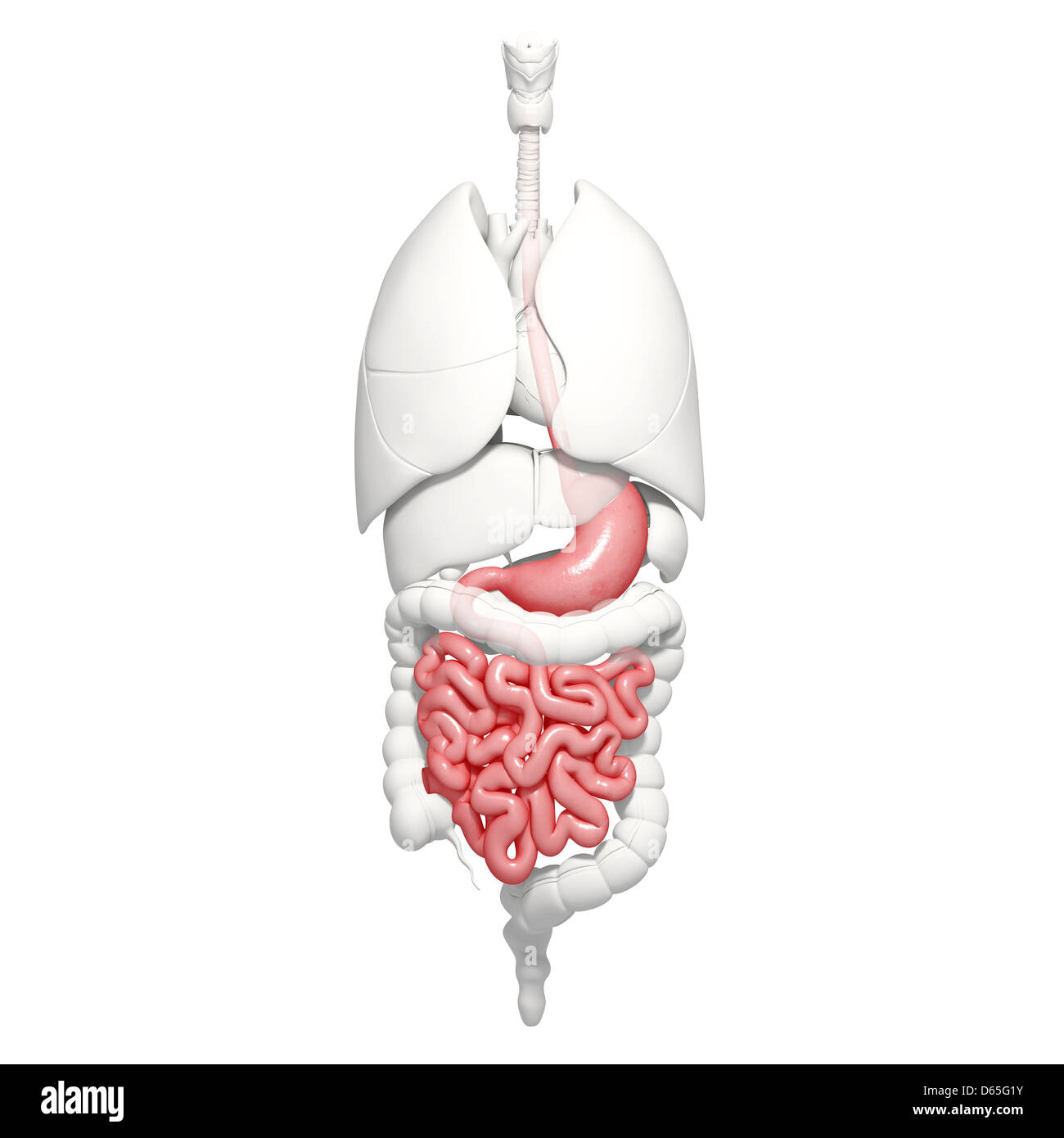 Digestive system artwork Cut Out Stock Images & Pictures - Alamy