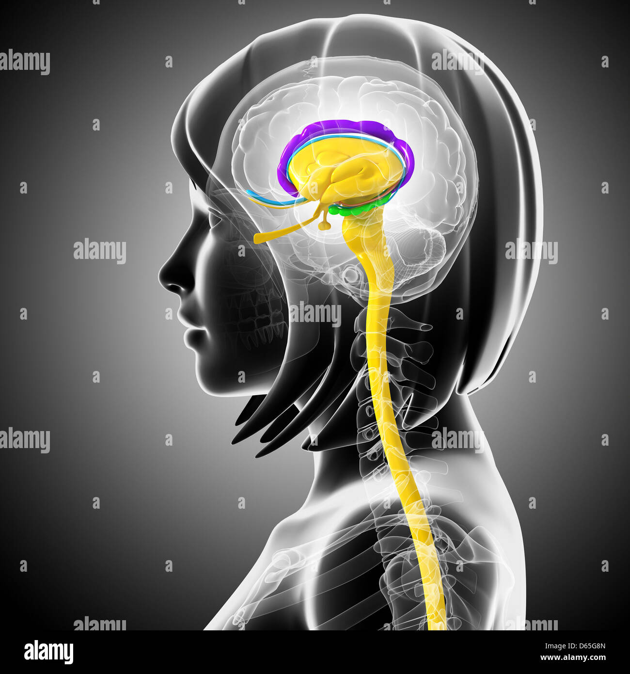 Brain and the limbic system hi-res stock photography and images - Alamy