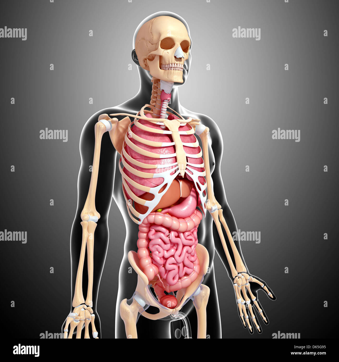 Male anatomy, artwork Stock Photo - Alamy