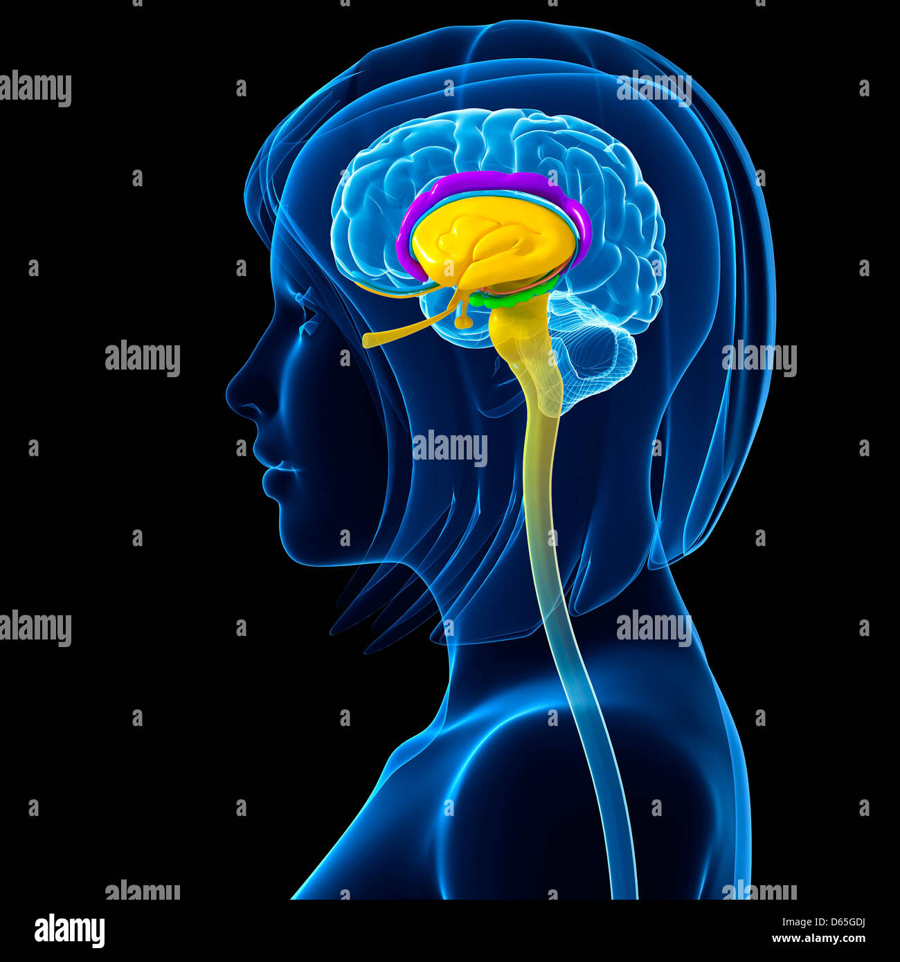 Brain anatomy, artwork Stock Photo