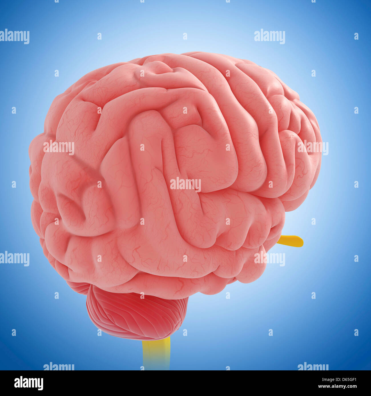 Human brain, artwork Stock Photo