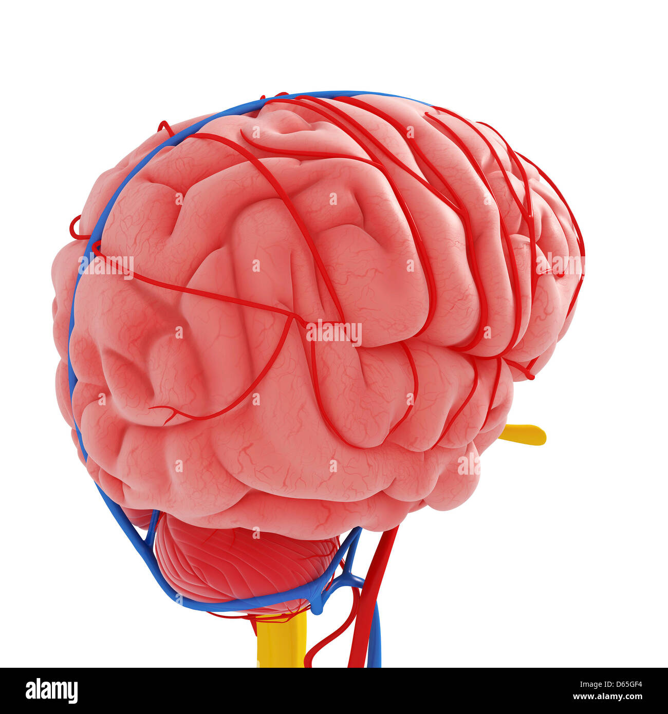 Human brain olfactory nerve hi-res stock photography and images - Alamy
