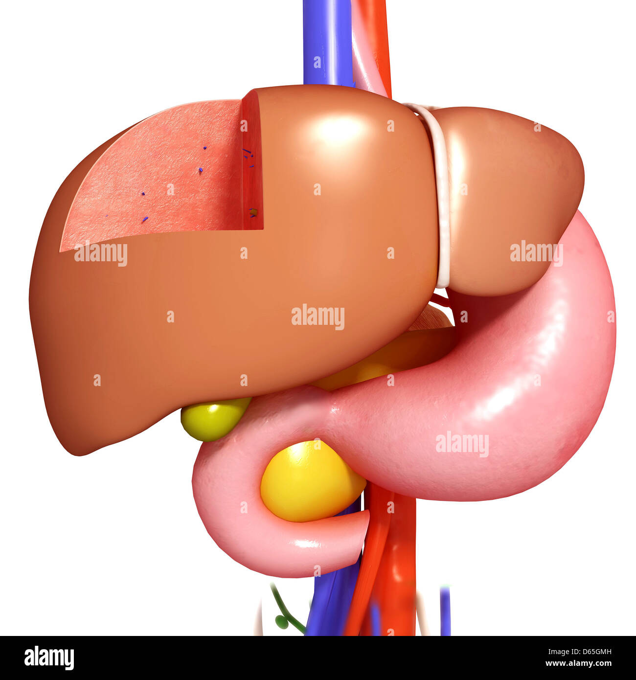Healthy Gallbladder Stock Photos & Healthy Gallbladder Stock Images - Alamy