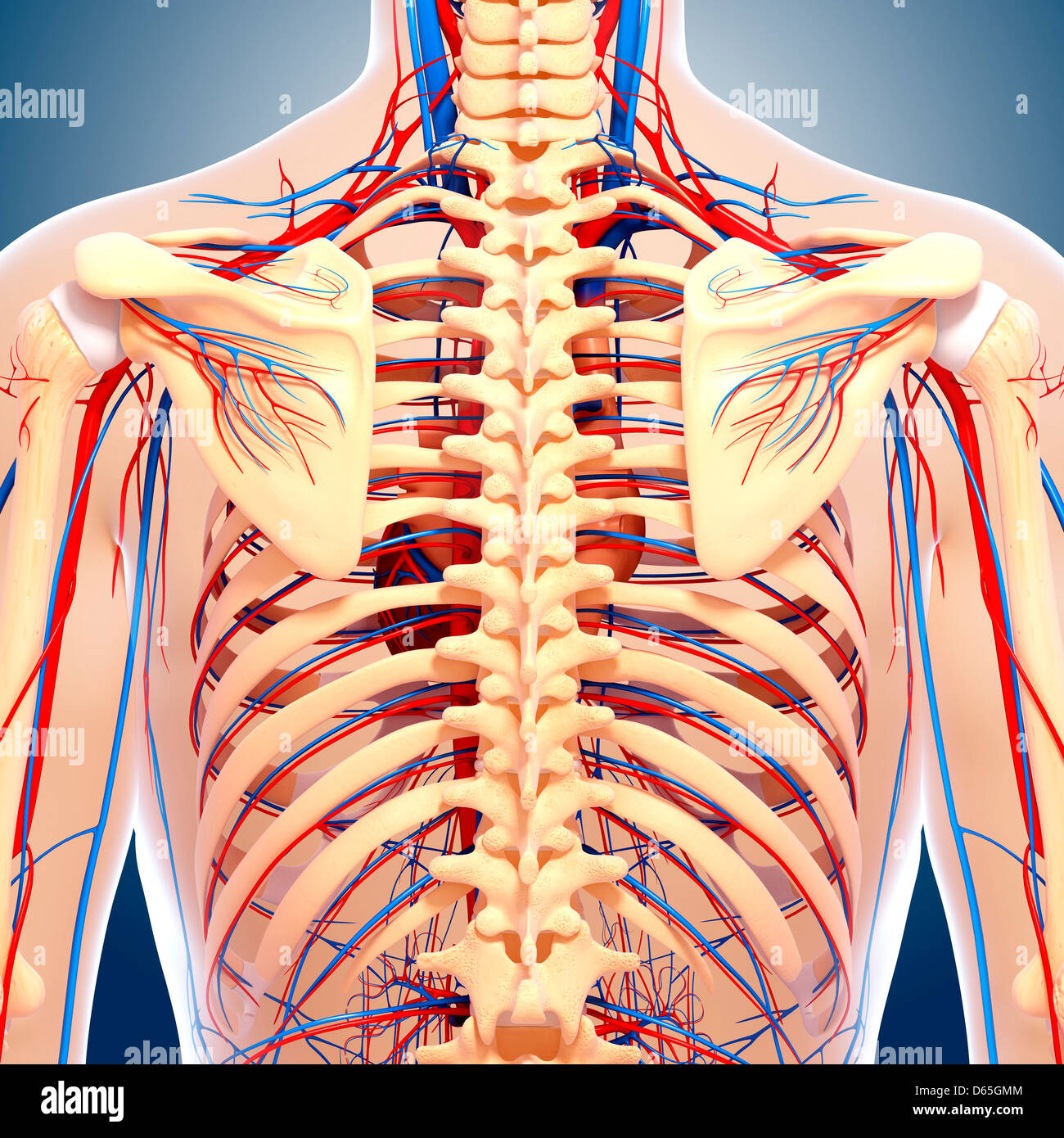 Posterior back view hires stock photography and images Alamy