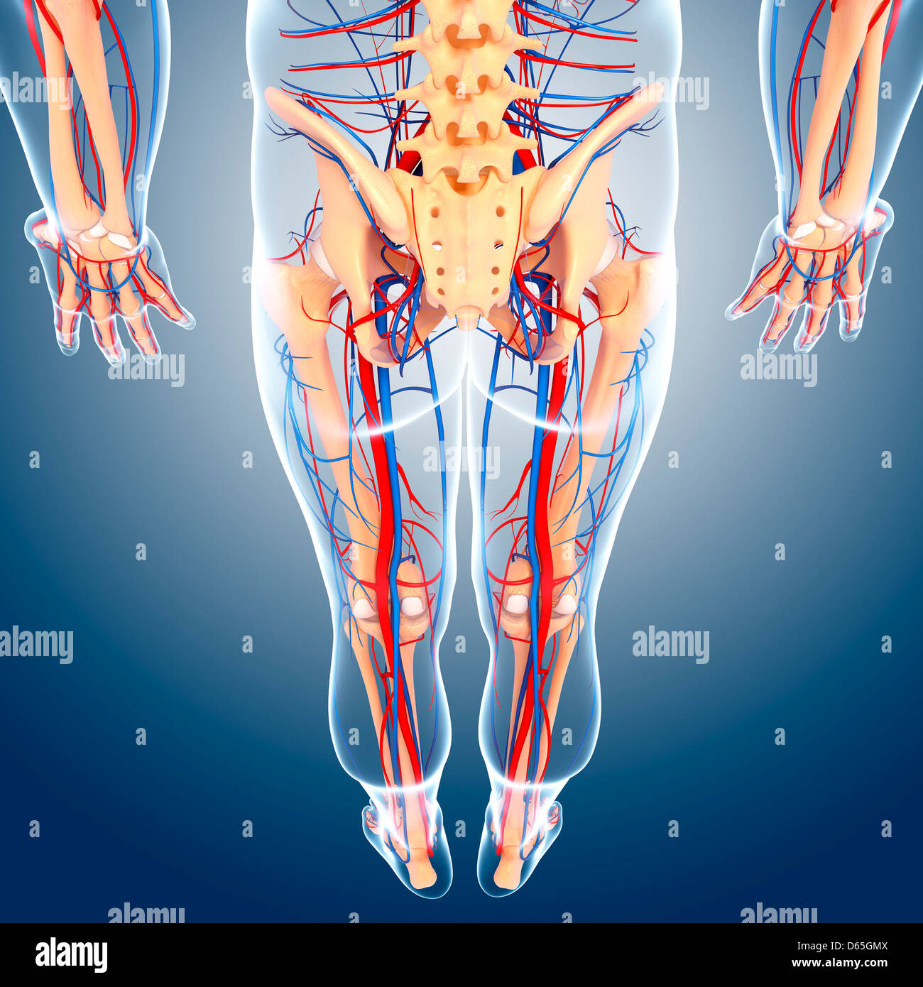Lower body anatomy hi-res stock photography and images - Alamy