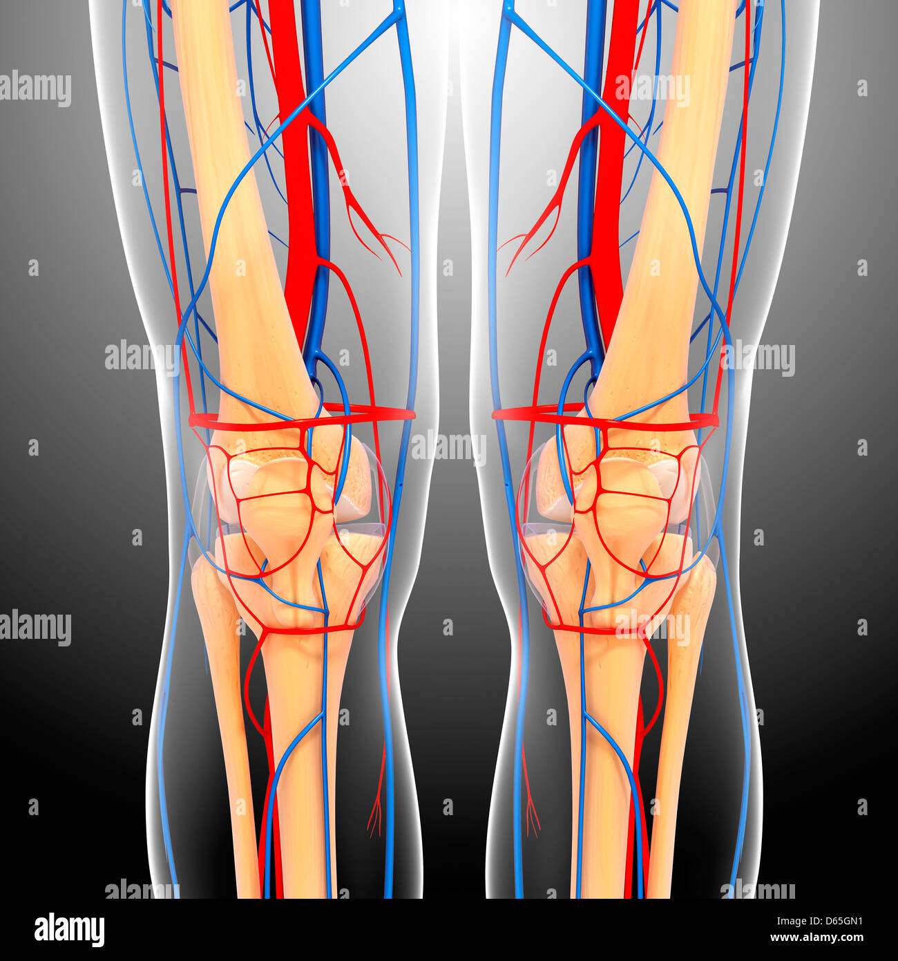 Normal Knee High Resolution Stock Photography and Images - Alamy
