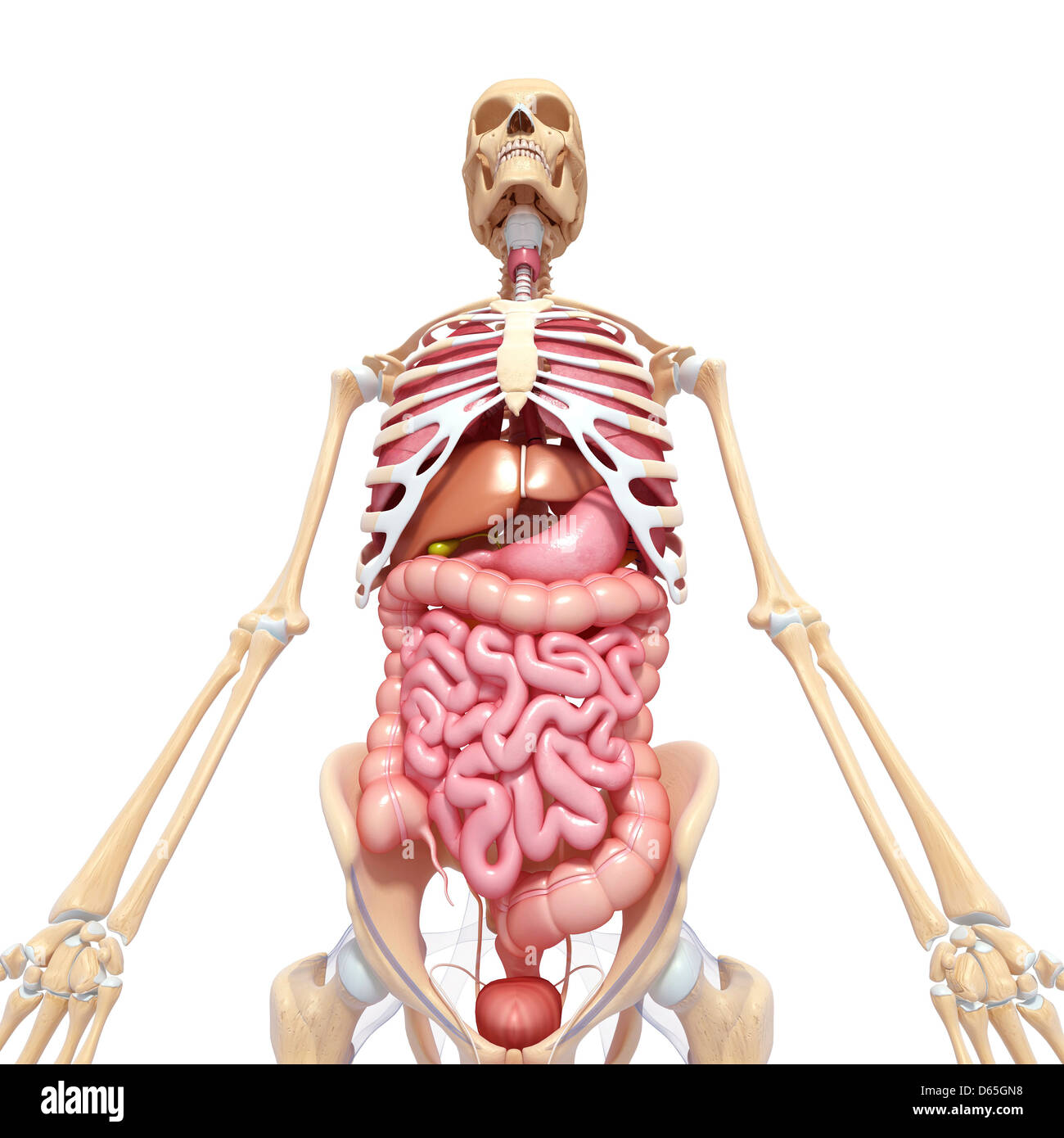 Male front organ anatomy hi-res stock photography and images - Alamy