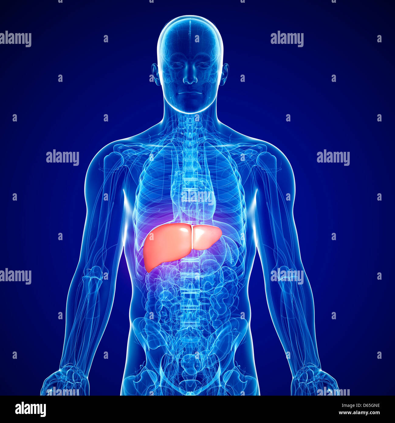 Male liver, artwork Stock Photo - Alamy