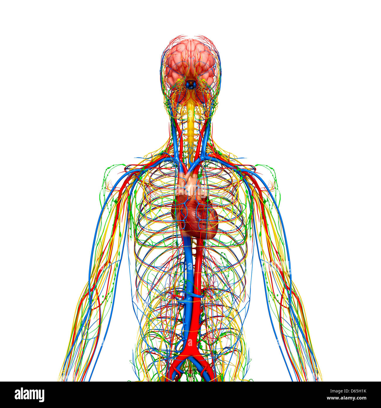 Human anatomy, artwork Stock Photo