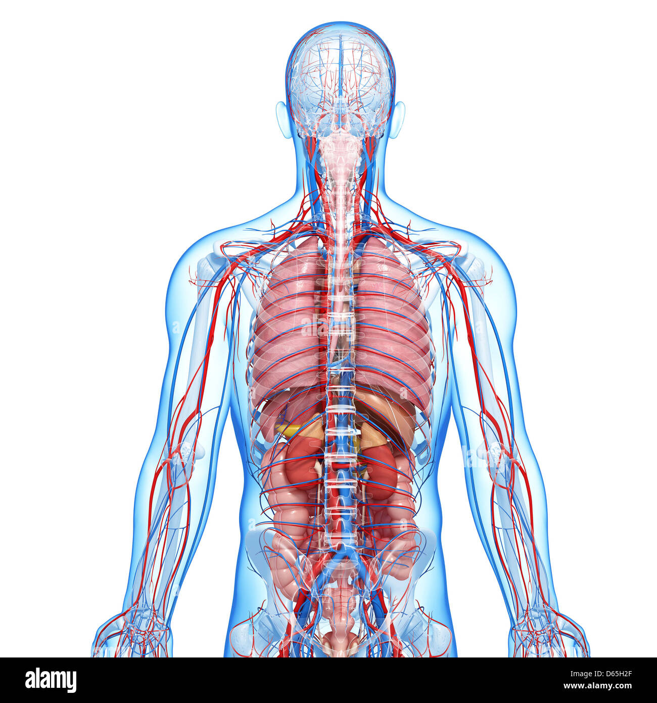 Male anatomy, artwork Stock Photo - Alamy