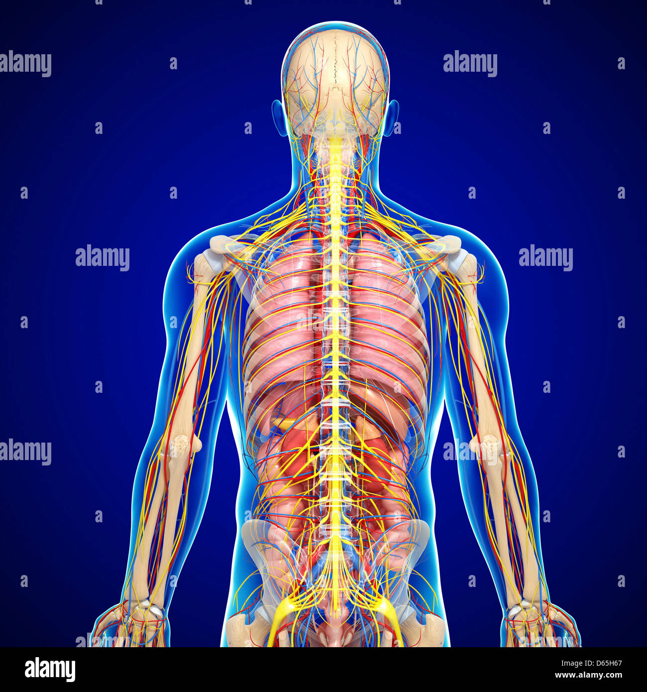 Male anatomy, artwork Stock Photo Alamy