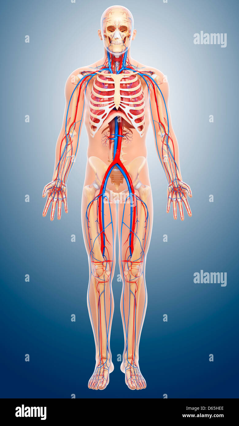 Human Ribs Stock Photos & Human Ribs Stock Images - Alamy