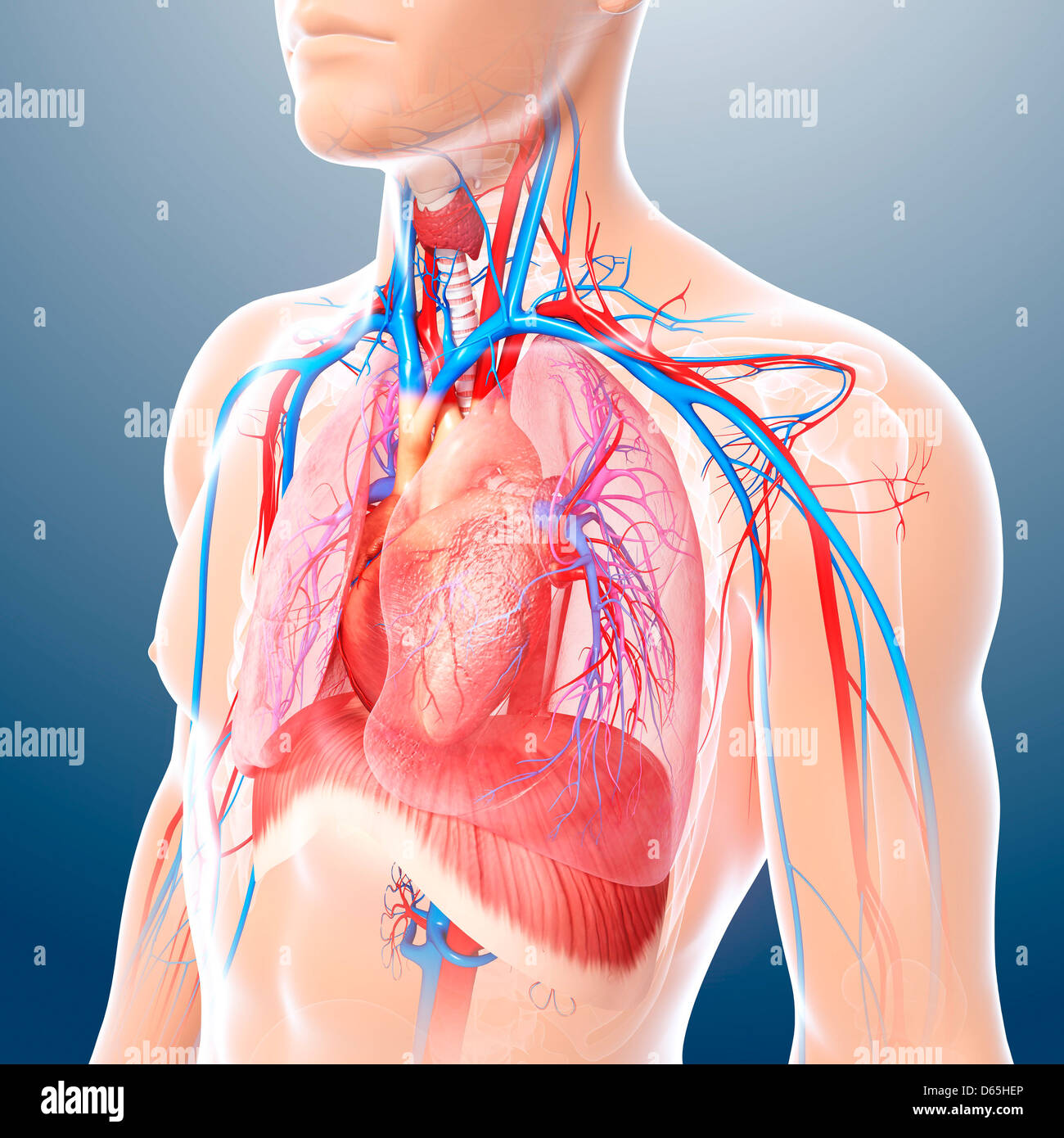 Anatomy of chest hi-res stock photography and images - Alamy