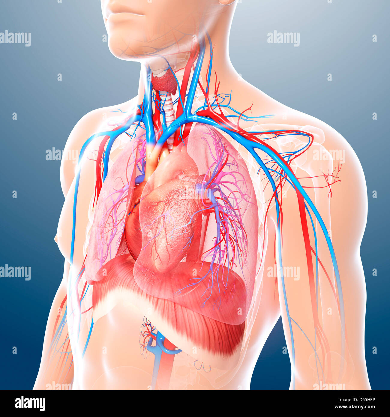 female chest and abdomen muscles anatomy for medical concept 3d  illustration Stock Photo - Alamy