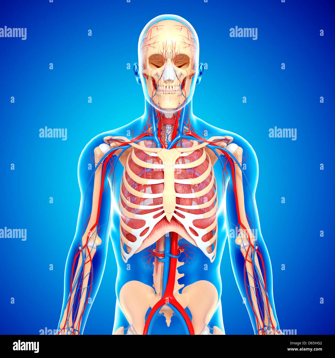 Upper body anatomy, artwork Stock Photo Alamy