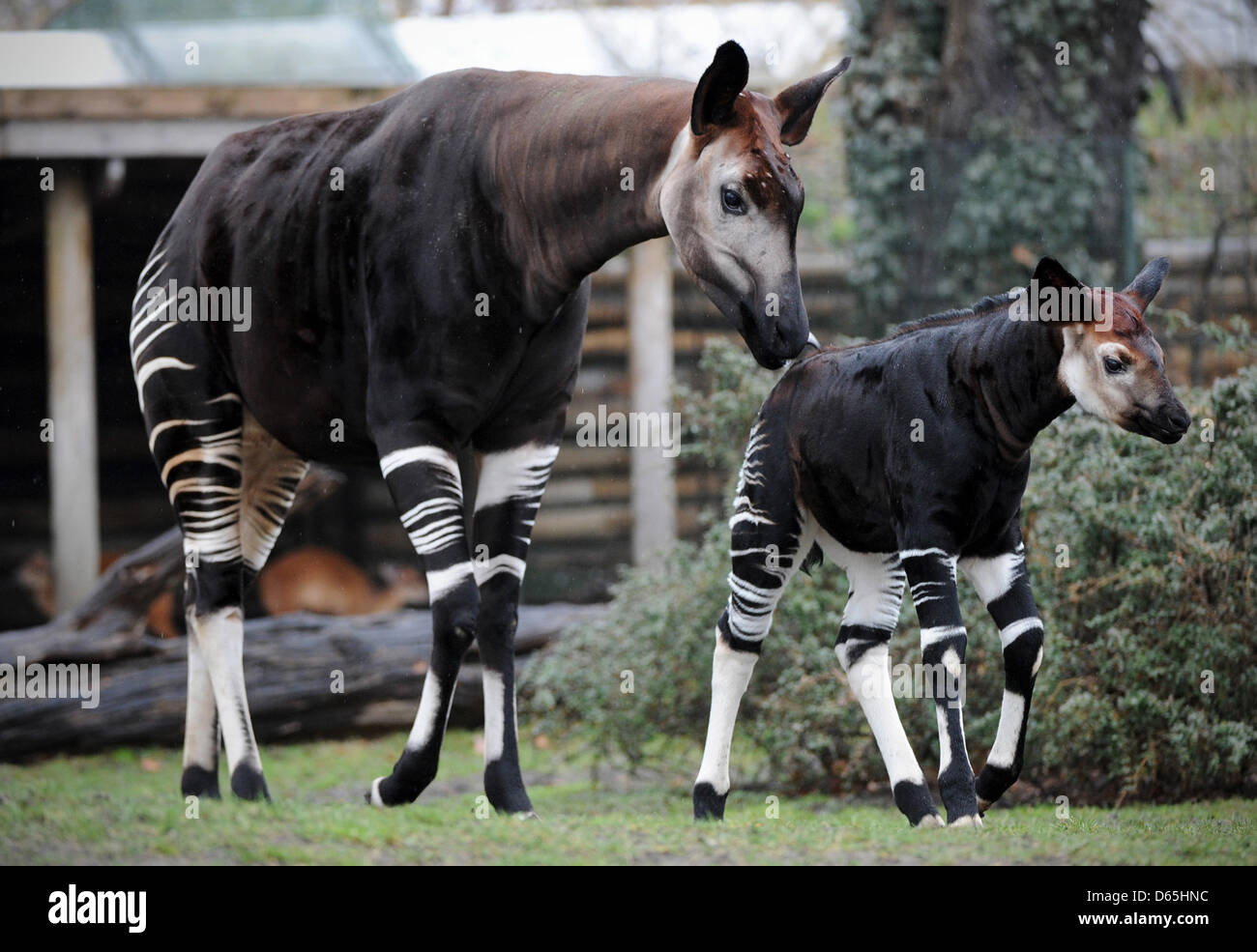 Okapi offspring 'Bashira' (R) and his mother 'Batouri' stroll through their enclosure in the zoo in Berlin, Germany, 12 April 2013. Bashira was born on 26 February 2013. Photo:  Jan-Philipp Strobel Stock Photo