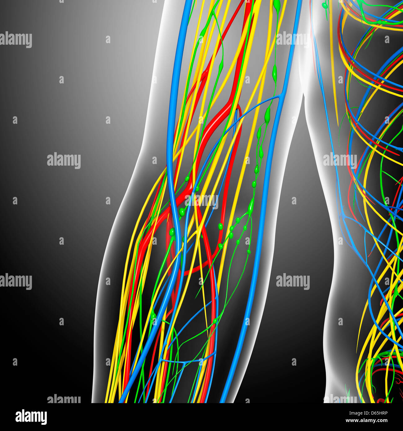 Elbow vein hires stock photography and images Alamy