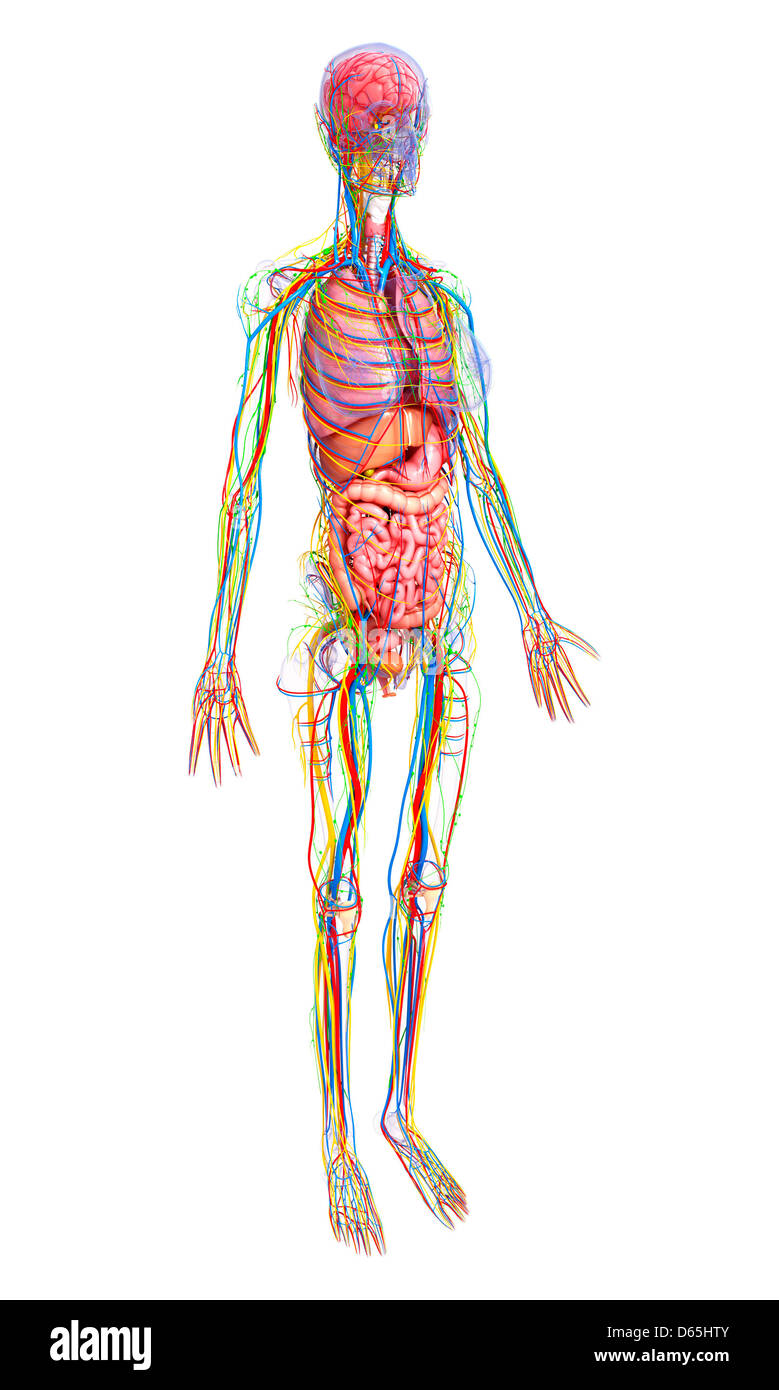 Human anatomy, artwork Stock Photo Alamy