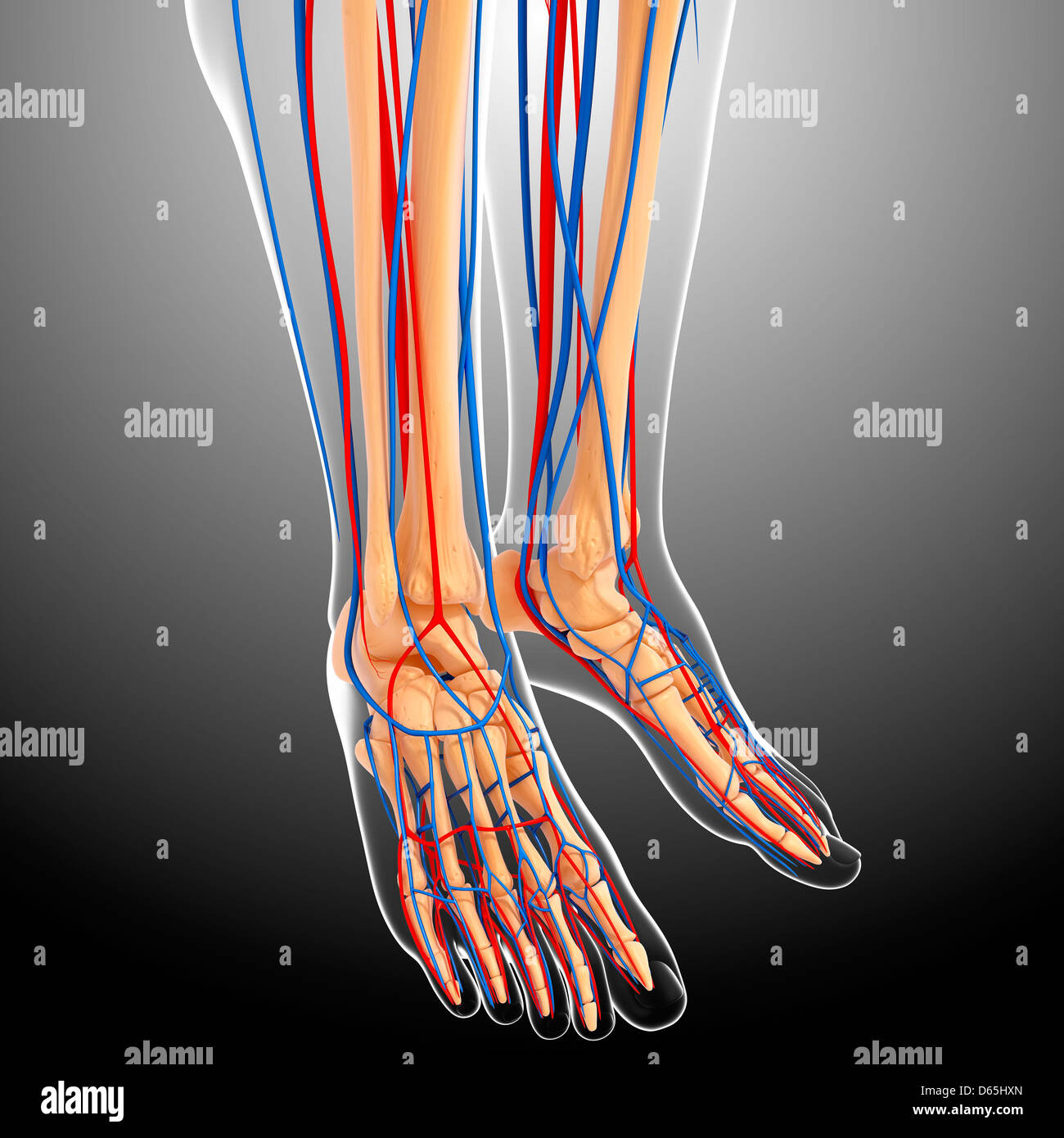 Lower leg anatomy hi-res stock photography and images - Alamy