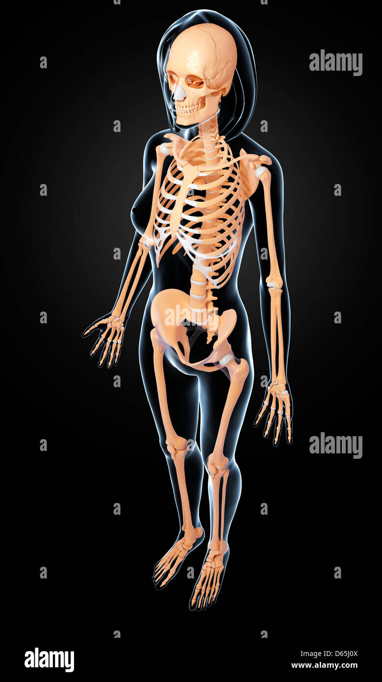 Normal adult, female pelvis hi-res stock photography and images - Alamy