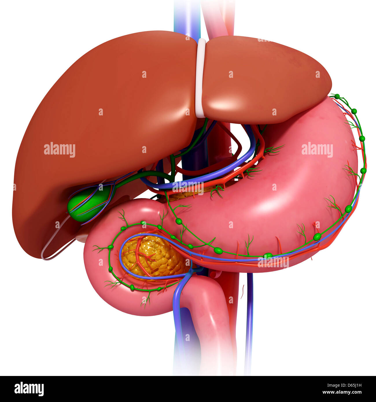 Pancreas And Kidney Stock Photos & Pancreas And Kidney Stock Images - Alamy