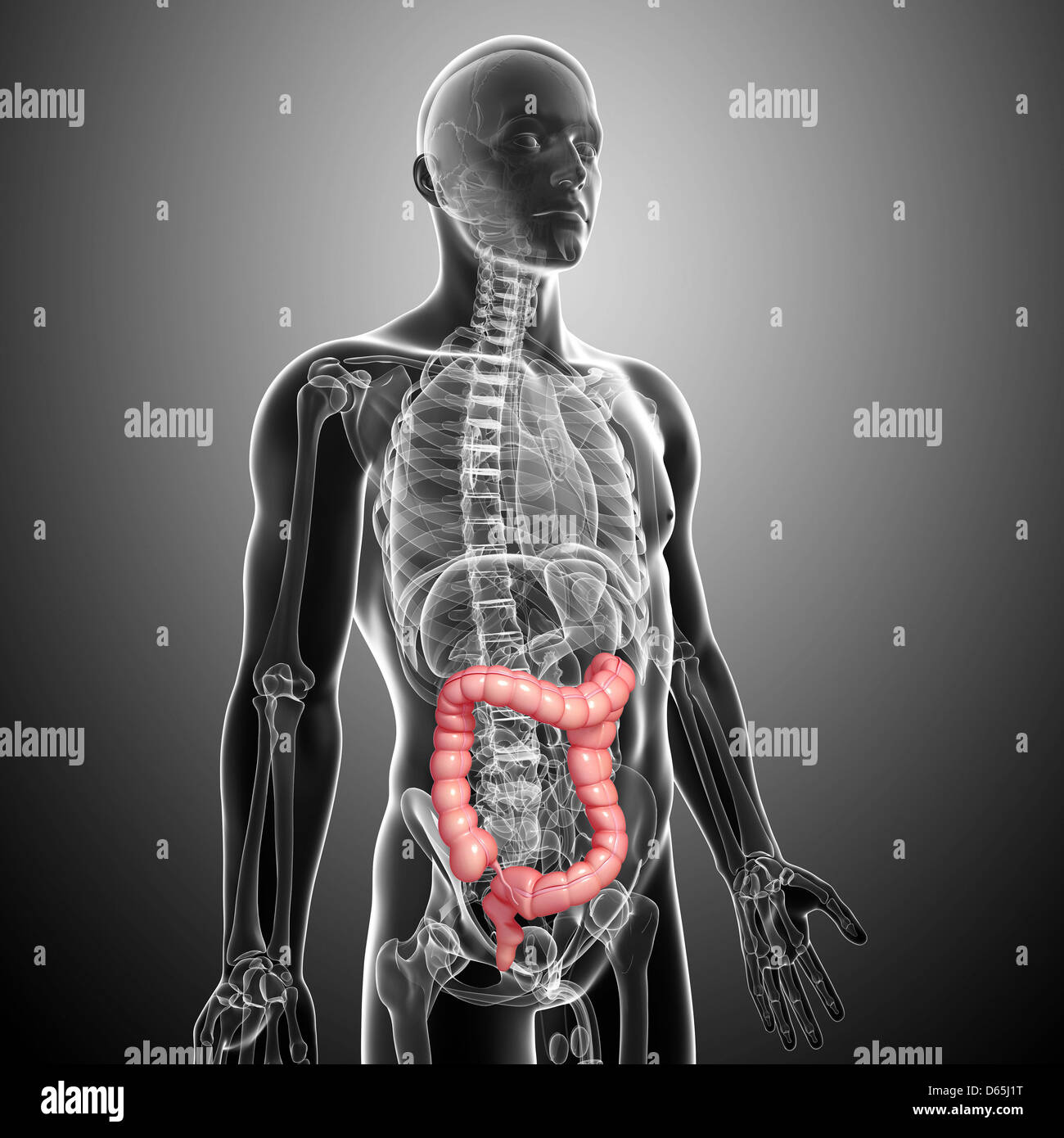 Male large intestines, artwork Stock Photo