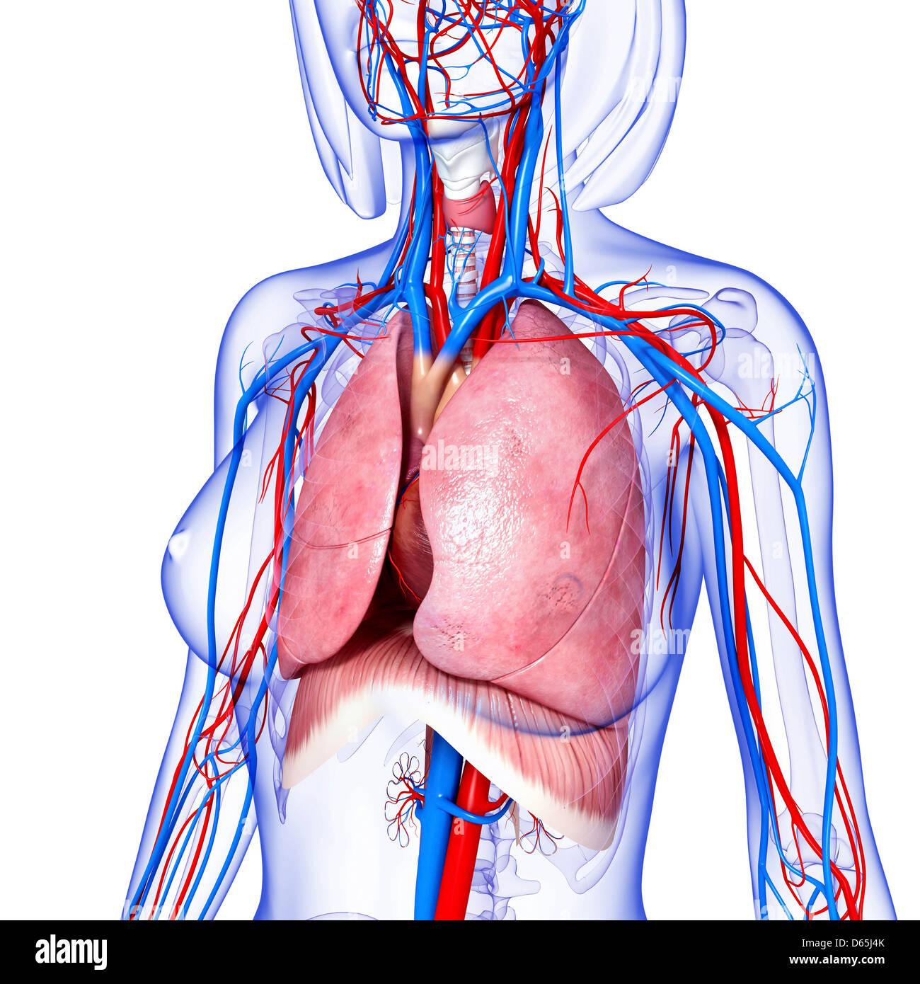 Female Chest Abdominal Muscles Anatomy in Pink X-Ray outline Full Color 3D  computer generated illustration on Black Background Stock Photo - Alamy