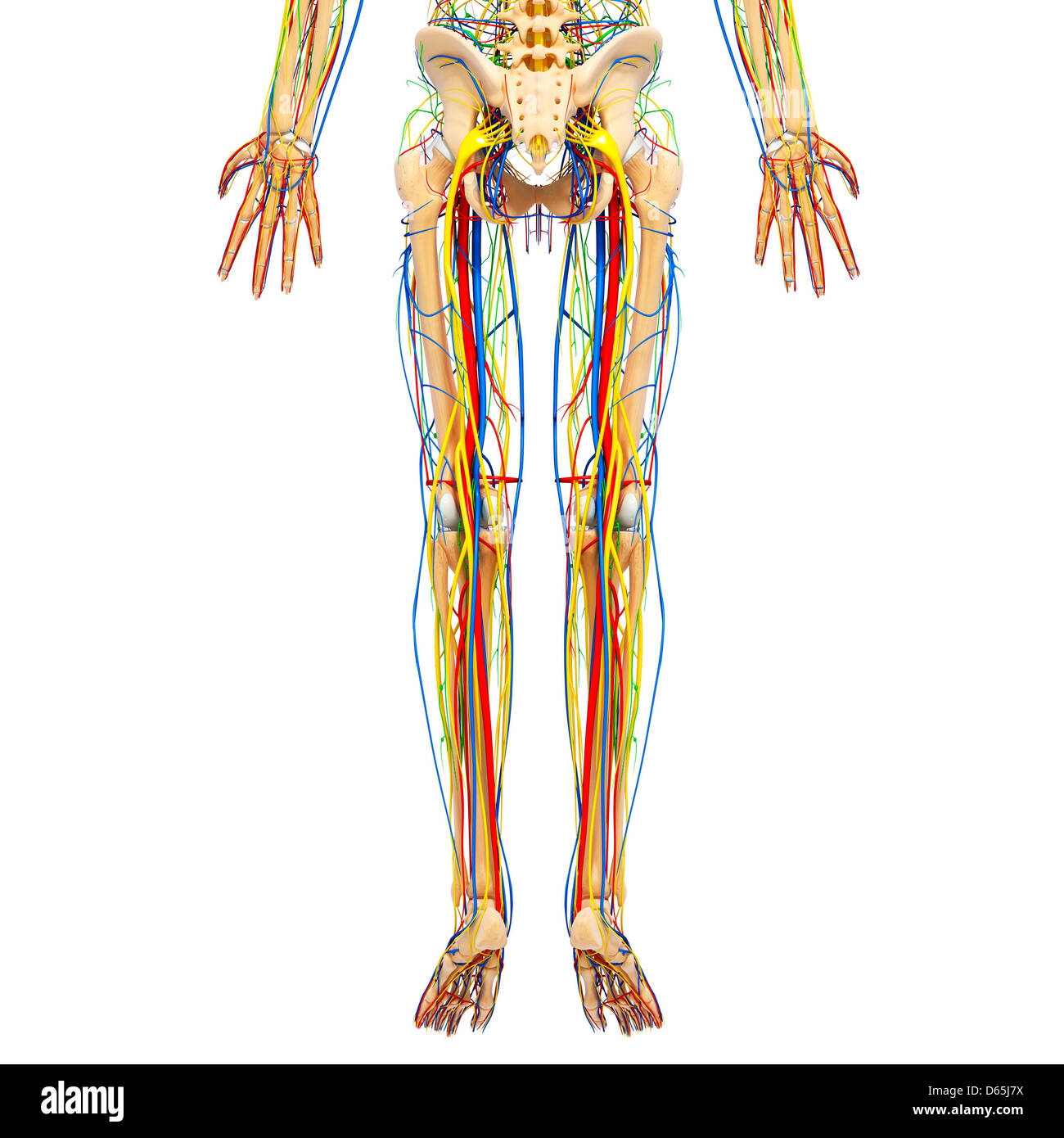 Lower Leg Anatomy High Resolution Stock Photography and Images - Alamy