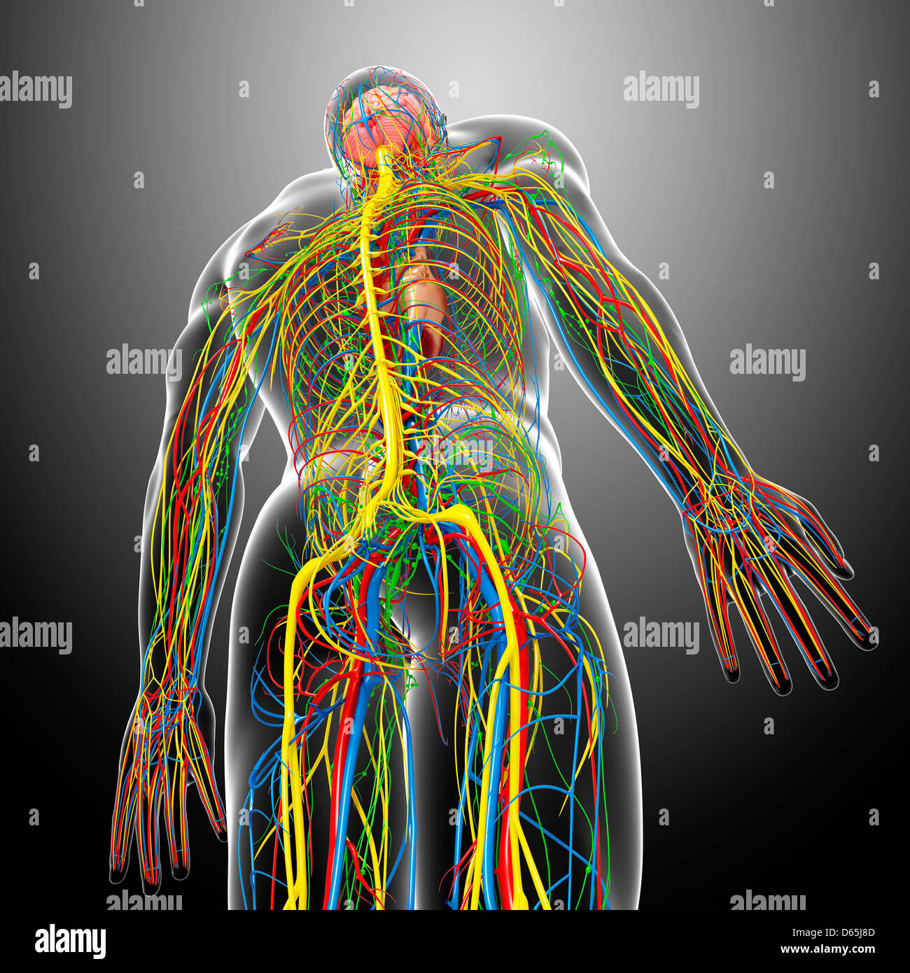 Human anatomy, artwork Stock Photo