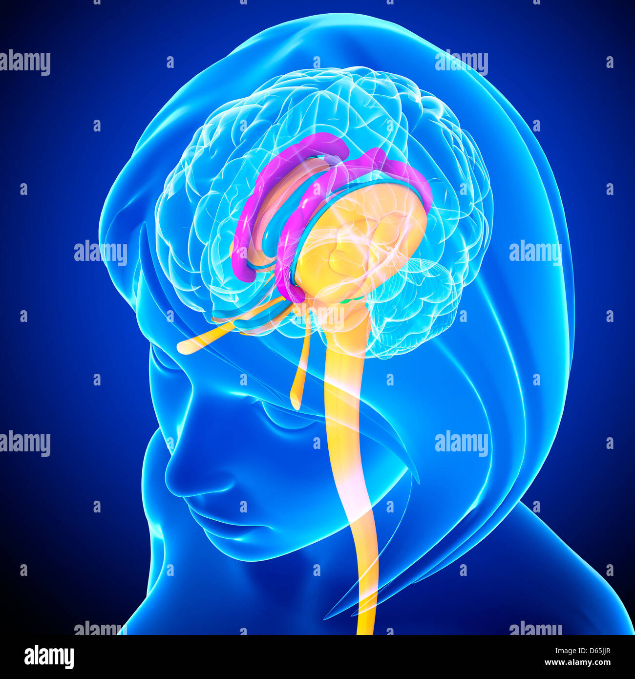 Brain anatomy, artwork Stock Photo