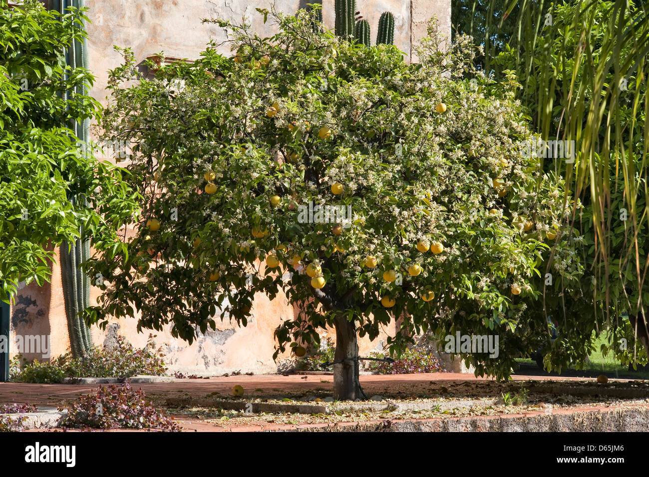 Ripe grapefruit and blossom growing together on a grapefruit tree Stock