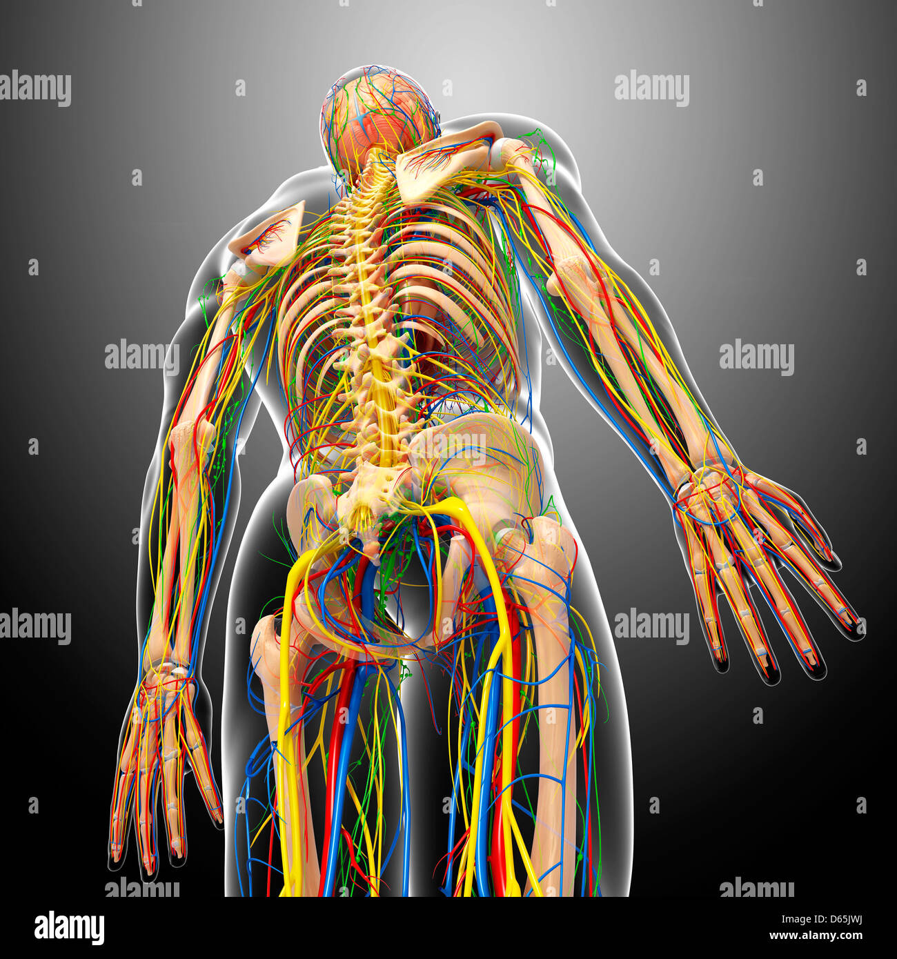 Anatomy Rear View Back Human High Resolution Stock Photography and
