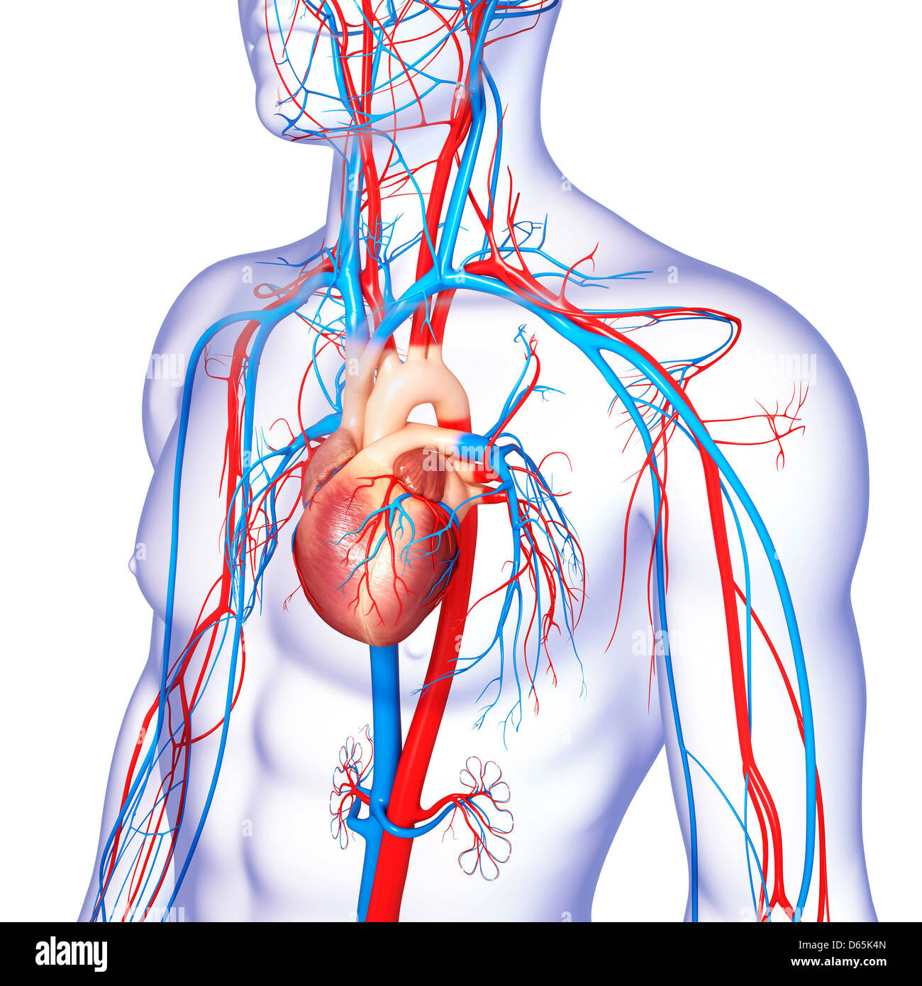 Circulatory system hi-res stock photography and images - Alamy Circulatory system hi-res stock photography and images - Alamy