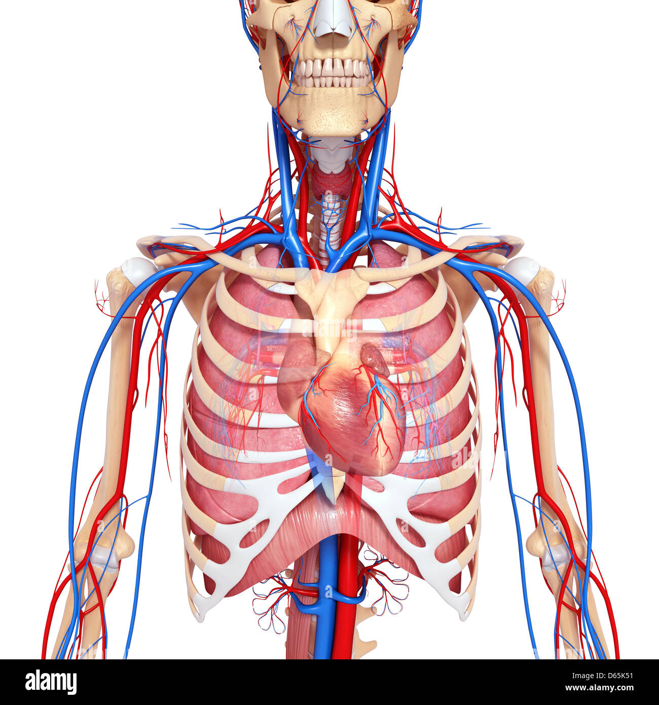 Chest anatomy, artwork Stock Photo Alamy