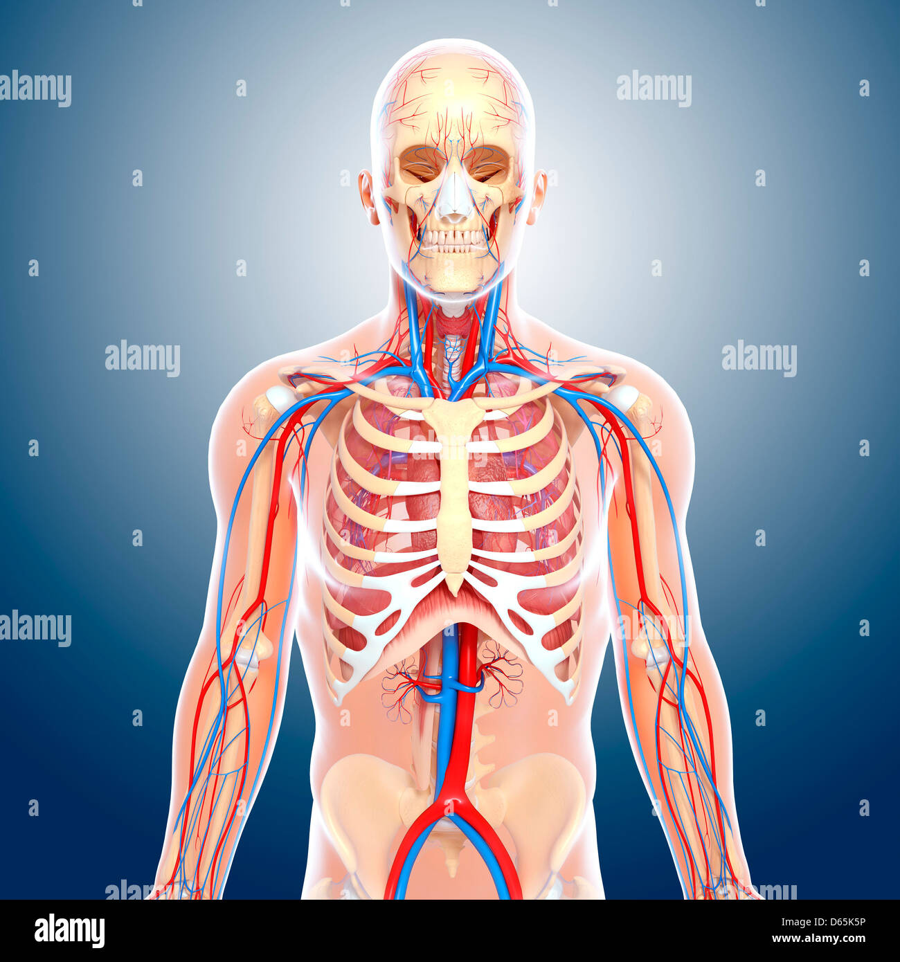 Upper body anatomy, artwork Stock Photo - Alamy