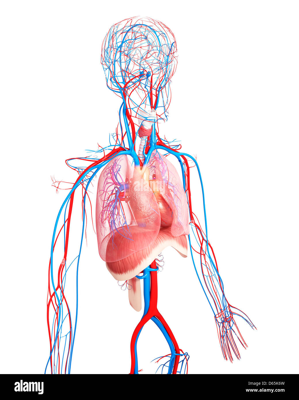 Upper Body Anatomy Artwork Stock Image F0060736 Scien vrogue.co