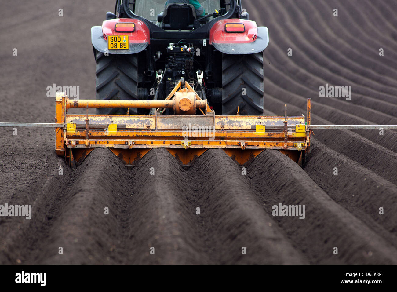 Spring planting potatoes in rows, Czech Republic farmer Stock Photo