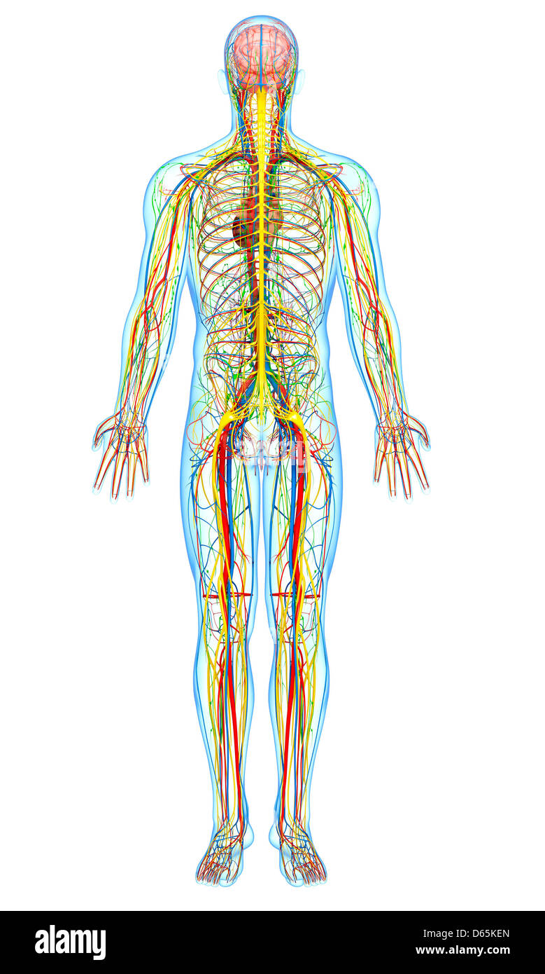 Human anatomy, artwork Stock Photo