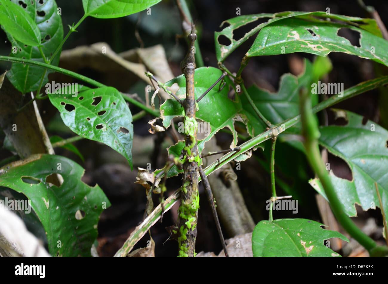 Stick insect camouflaged against leafs and branches in the Amazon rainforest Stock Photo