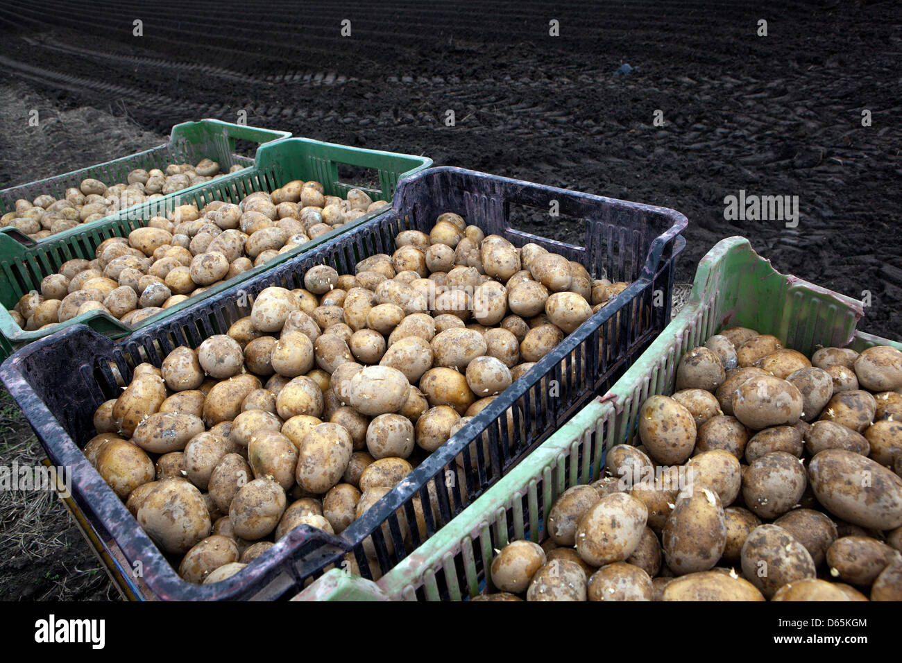 Spring planting potatoes, potatoes in crates Stock Photo