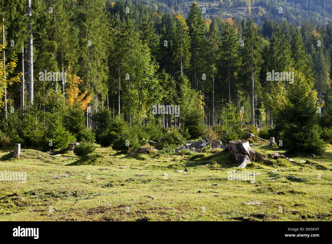 deforestation in Alps Stock Photo
