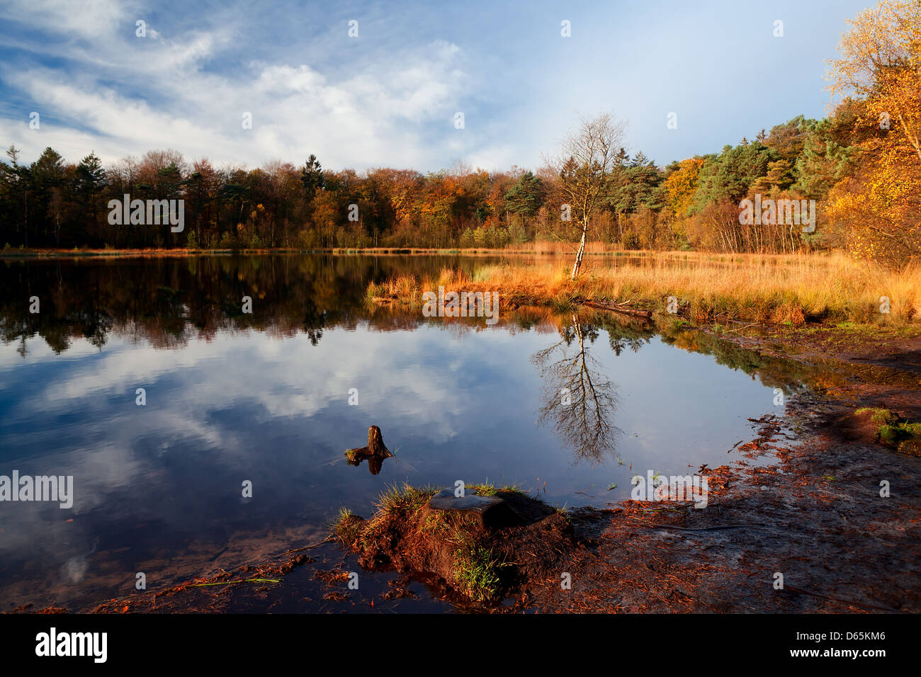 Small pond on forest hi-res stock photography and images - Alamy