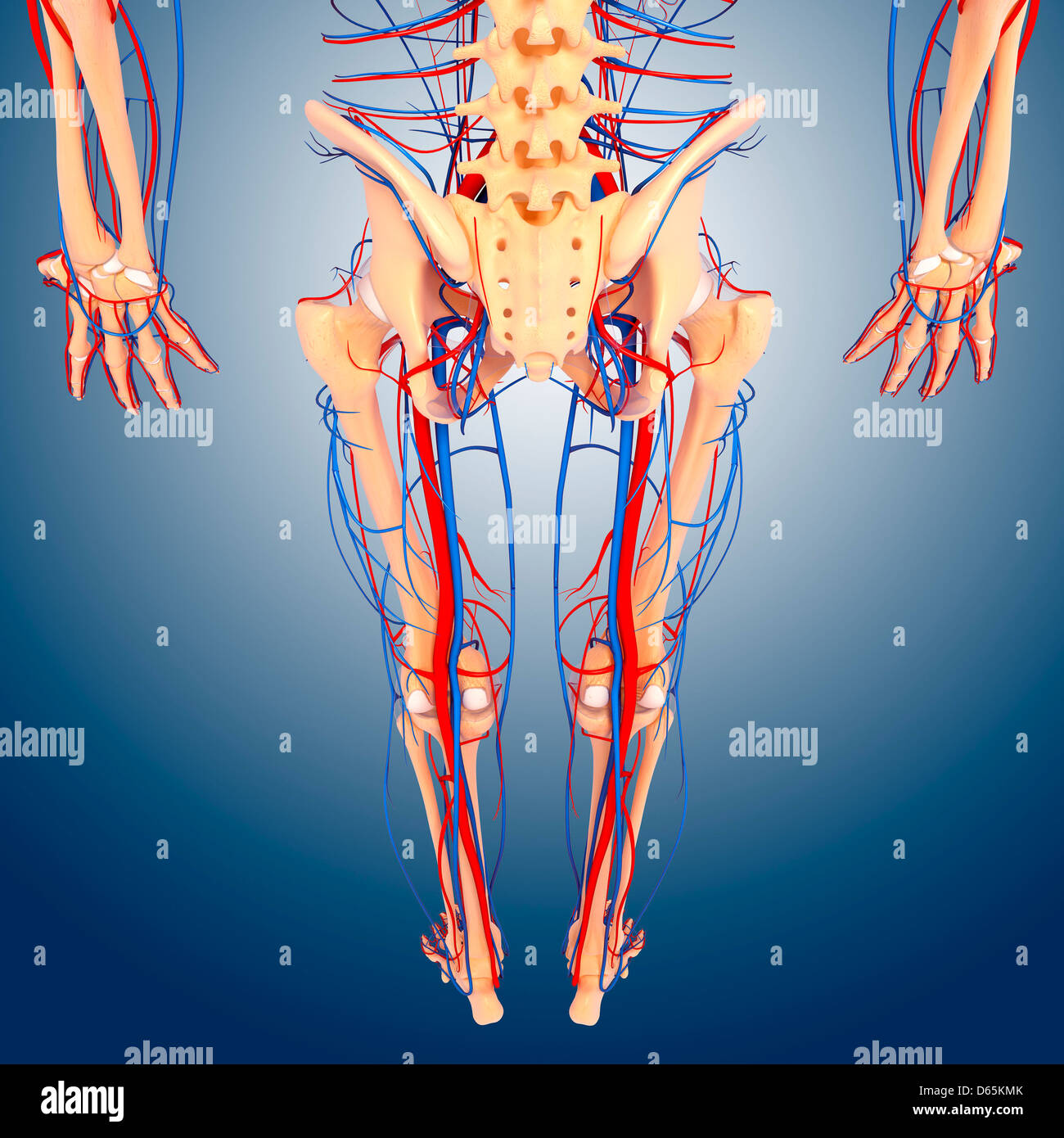 Lower body anatomy, artwork Stock Photo Alamy