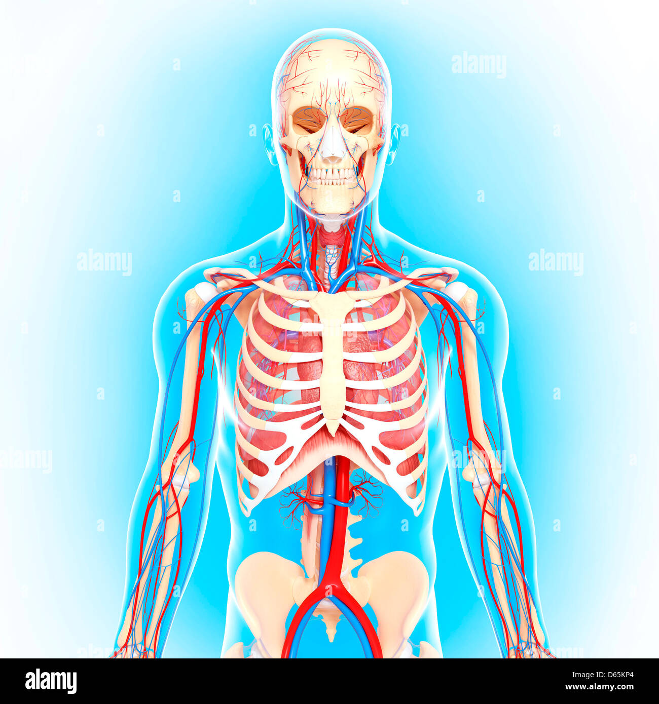 Human Ribs Stock Photos & Human Ribs Stock Images - Alamy