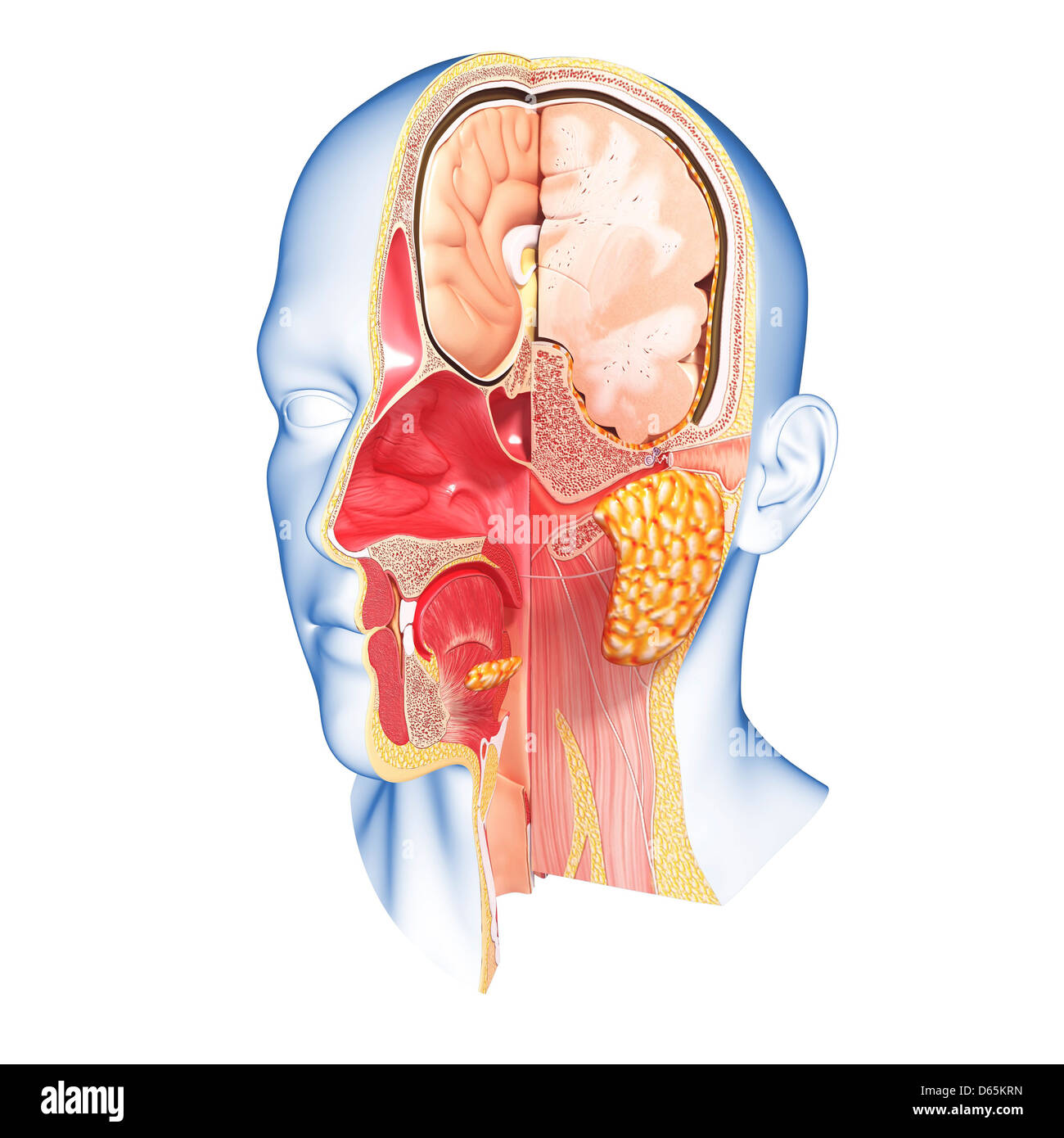 Cross Section Throat High Resolution Stock Photography and Images - Alamy